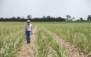 MSF Sugar’s Group Agronomist Andrew Dougall