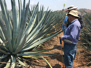 An Agave grower in Tequila, Mexico examines his crop which is ready to harvest. Each plant weighs more than 100kg. Photographer: MSF Sugar General Manager Business Development, Hywel Cook.