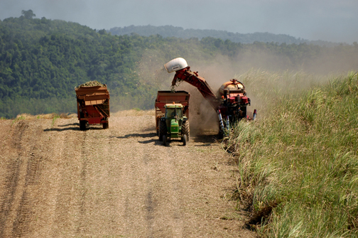 Cane Harvesting