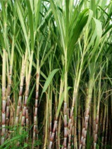 Cane Officers