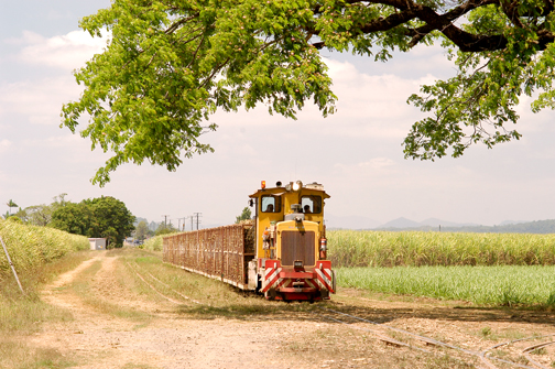 Train in Cane Field