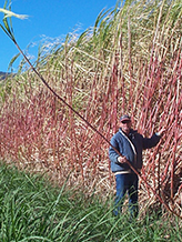 Cane Officers