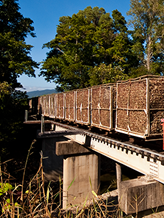 Cane Transport Operations