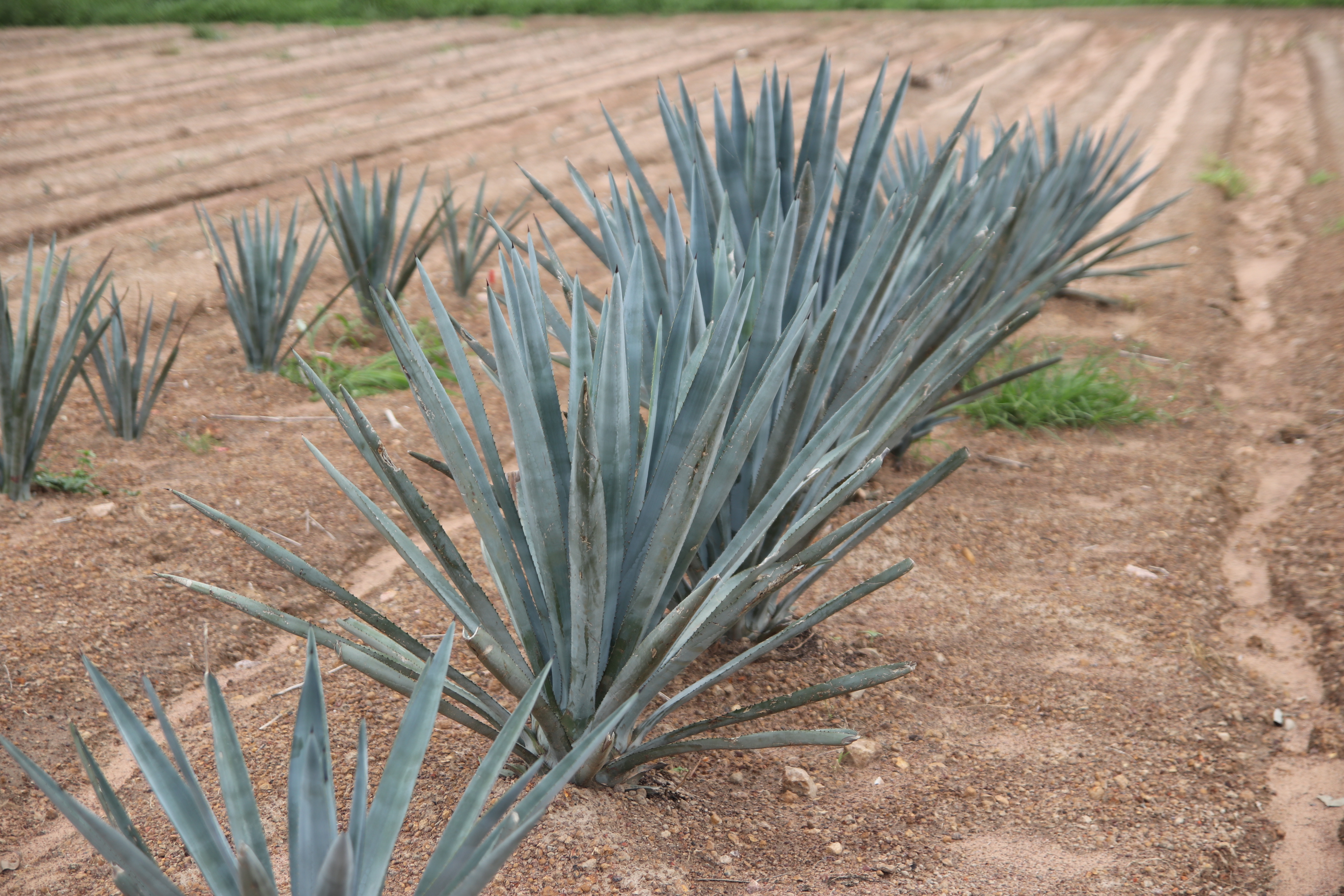 An agave trial farm near the Tableland Mill