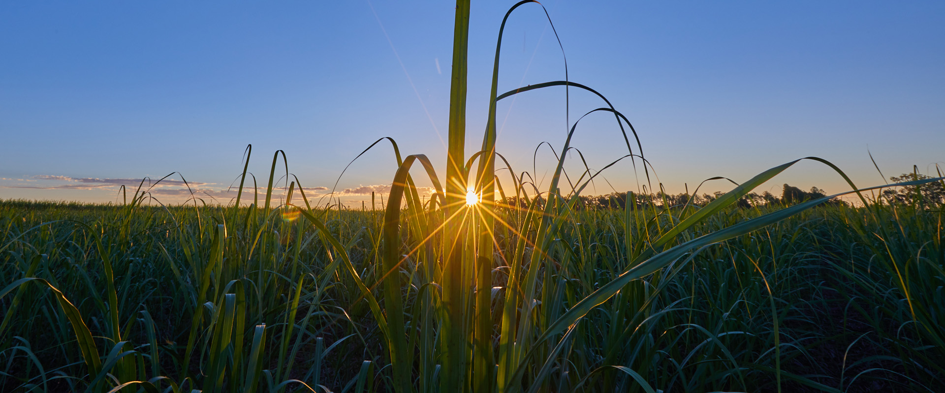 Powering a sustainable futureNature's Power Plant